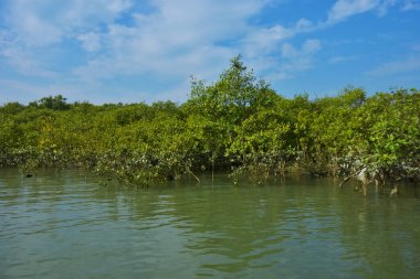 Berrak mavi gökyüzü altında sakin gelgit sularında yetişen yoğun mangrov ormanı, bereketli yeşil bitki örtüsü ve sakin kıyı atmosferi ve doğal gün ışığı ile sakin tropikal sulak ekosistemi, çevre ve doğa kavramları için idealdir..