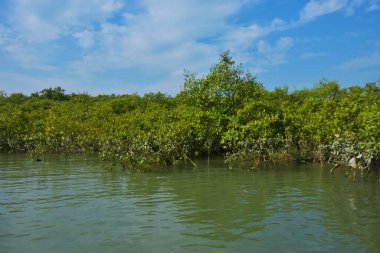 Berrak mavi gökyüzü altında sakin gelgit sularında yetişen yoğun mangrov ormanı, bereketli yeşil bitki örtüsü ve sakin kıyı atmosferi ve doğal gün ışığı ile sakin tropikal sulak ekosistemi, çevre ve doğa kavramları için idealdir..