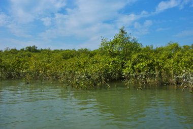 Berrak mavi gökyüzü altında sakin gelgit sularında yetişen yoğun mangrov ormanı, bereketli yeşil bitki örtüsü ve sakin kıyı atmosferi ve doğal gün ışığı ile sakin tropikal sulak ekosistemi, çevre ve doğa kavramları için idealdir..