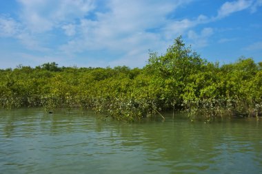 Berrak mavi gökyüzü altında sakin gelgit sularında yetişen yoğun mangrov ormanı, bereketli yeşil bitki örtüsü ve sakin kıyı atmosferi ve doğal gün ışığı ile sakin tropikal sulak ekosistemi, çevre ve doğa kavramları için idealdir..