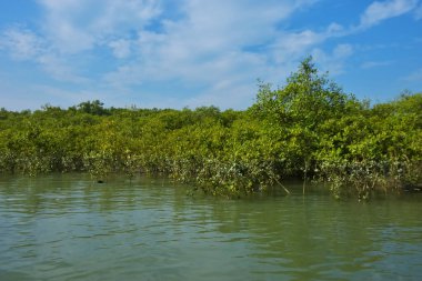 Berrak mavi gökyüzü altında sakin gelgit sularında yetişen yoğun mangrov ormanı, bereketli yeşil bitki örtüsü ve sakin kıyı atmosferi ve doğal gün ışığı ile sakin tropikal sulak ekosistemi, çevre ve doğa kavramları için idealdir..