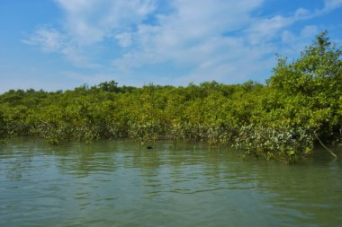 Berrak mavi gökyüzü altında sakin gelgit sularında yetişen yoğun mangrov ormanı, bereketli yeşil bitki örtüsü ve sakin kıyı atmosferi ve doğal gün ışığı ile sakin tropikal sulak ekosistemi, çevre ve doğa kavramları için idealdir..