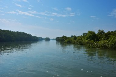 Berrak mavi gökyüzü altında sakin gelgit sularında yetişen yoğun mangrov ormanı, bereketli yeşil bitki örtüsü ve sakin kıyı atmosferi ve doğal gün ışığı ile sakin tropikal sulak ekosistemi, çevre ve doğa kavramları için idealdir..