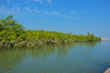 Berrak mavi gökyüzü altında sakin gelgit sularında yetişen yoğun mangrov ormanı, bereketli yeşil bitki örtüsü ve sakin kıyı atmosferi ve doğal gün ışığı ile sakin tropikal sulak ekosistemi, çevre ve doğa kavramları için idealdir..