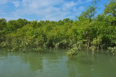 Berrak mavi gökyüzü altında sakin gelgit sularında yetişen yoğun mangrov ormanı, bereketli yeşil bitki örtüsü ve sakin kıyı atmosferi ve doğal gün ışığı ile sakin tropikal sulak ekosistemi, çevre ve doğa kavramları için idealdir..