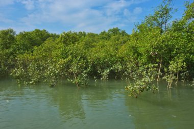 Berrak mavi gökyüzü altında sakin gelgit sularında yetişen yoğun mangrov ormanı, bereketli yeşil bitki örtüsü ve sakin kıyı atmosferi ve doğal gün ışığı ile sakin tropikal sulak ekosistemi, çevre ve doğa kavramları için idealdir..