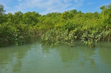 Berrak mavi gökyüzü altında sakin gelgit sularında yetişen yoğun mangrov ormanı, bereketli yeşil bitki örtüsü ve sakin kıyı atmosferi ve doğal gün ışığı ile sakin tropikal sulak ekosistemi, çevre ve doğa kavramları için idealdir..