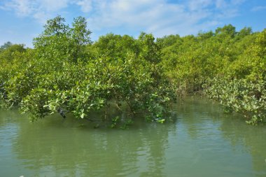 Berrak mavi gökyüzü altında sakin gelgit sularında yetişen yoğun mangrov ormanı, bereketli yeşil bitki örtüsü ve sakin kıyı atmosferi ve doğal gün ışığı ile sakin tropikal sulak ekosistemi, çevre ve doğa kavramları için idealdir..