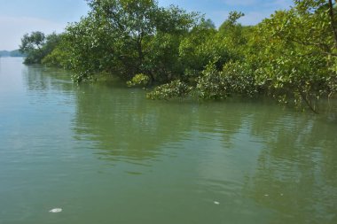 Berrak mavi gökyüzü altında sakin gelgit sularında yetişen yoğun mangrov ormanı, bereketli yeşil bitki örtüsü ve sakin kıyı atmosferi ve doğal gün ışığı ile sakin tropikal sulak ekosistemi, çevre ve doğa kavramları için idealdir..