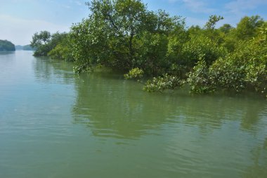 Berrak mavi gökyüzü altında sakin gelgit sularında yetişen yoğun mangrov ormanı, bereketli yeşil bitki örtüsü ve sakin kıyı atmosferi ve doğal gün ışığı ile sakin tropikal sulak ekosistemi, çevre ve doğa kavramları için idealdir..