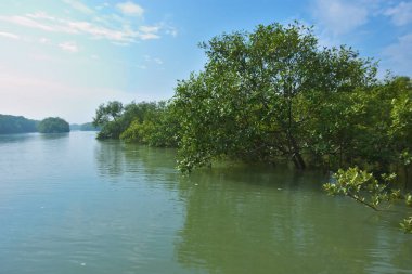 Berrak mavi gökyüzü altında sakin gelgit sularında yetişen yoğun mangrov ormanı, bereketli yeşil bitki örtüsü ve sakin kıyı atmosferi ve doğal gün ışığı ile sakin tropikal sulak ekosistemi, çevre ve doğa kavramları için idealdir..