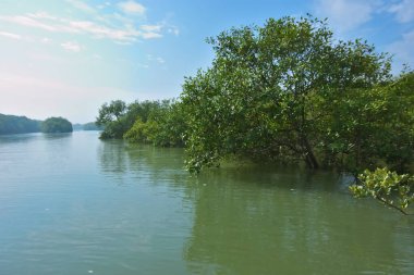 Berrak mavi gökyüzü altında sakin gelgit sularında yetişen yoğun mangrov ormanı, bereketli yeşil bitki örtüsü ve sakin kıyı atmosferi ve doğal gün ışığı ile sakin tropikal sulak ekosistemi, çevre ve doğa kavramları için idealdir..