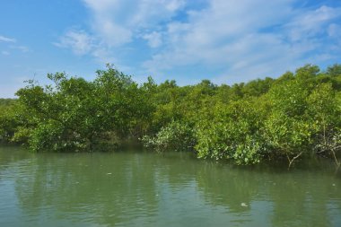 Berrak mavi gökyüzü altında sakin gelgit sularında yetişen yoğun mangrov ormanı, bereketli yeşil bitki örtüsü ve sakin kıyı atmosferi ve doğal gün ışığı ile sakin tropikal sulak ekosistemi, çevre ve doğa kavramları için idealdir..