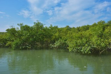 Berrak mavi gökyüzü altında sakin gelgit sularında yetişen yoğun mangrov ormanı, bereketli yeşil bitki örtüsü ve sakin kıyı atmosferi ve doğal gün ışığı ile sakin tropikal sulak ekosistemi, çevre ve doğa kavramları için idealdir..
