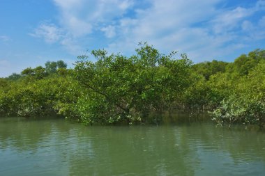 Berrak mavi gökyüzü altında sakin gelgit sularında yetişen yoğun mangrov ormanı, bereketli yeşil bitki örtüsü ve sakin kıyı atmosferi ve doğal gün ışığı ile sakin tropikal sulak ekosistemi, çevre ve doğa kavramları için idealdir..