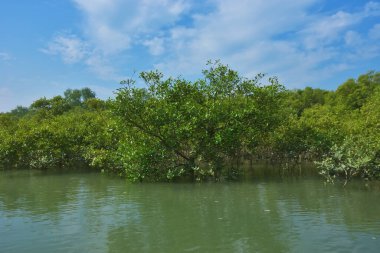 Bereketli mangrov ormanı, berrak mavi gökyüzünün altında, yumuşak beyaz bulutlar altında, sakin bir tropikal sulak arazi ekosistemi ve zengin bir kıyı bitkisini doğal gün ışığında, sakin bir çevre atmosferiyle yakalıyor..