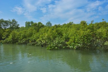 Bereketli mangrov ormanı, berrak mavi gökyüzünün altında, yumuşak beyaz bulutlar altında, sakin bir tropikal sulak arazi ekosistemi ve zengin bir kıyı bitkisini doğal gün ışığında, sakin bir çevre atmosferiyle yakalıyor..