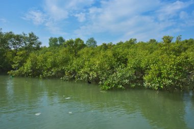 Bereketli mangrov ormanı, berrak mavi gökyüzünün altında, yumuşak beyaz bulutlar altında, sakin bir tropikal sulak arazi ekosistemi ve zengin bir kıyı bitkisini doğal gün ışığında, sakin bir çevre atmosferiyle yakalıyor..