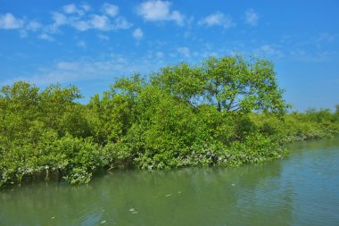 Bereketli mangrov ormanı, berrak mavi gökyüzünün altında durgun gelgit sularında, dağınık beyaz bulutlarla, sakin tropikal bir kıyı ekosistemi ve bereketli yeşil bitki örtüsünü göstermektedir..