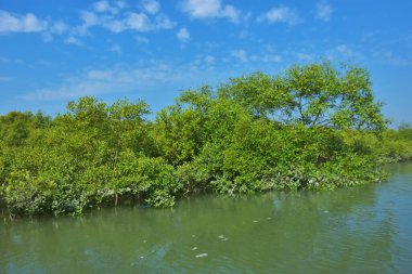 Bereketli mangrov ormanı, berrak mavi gökyüzünün altında durgun gelgit sularında, dağınık beyaz bulutlarla, sakin tropikal bir kıyı ekosistemi ve bereketli yeşil bitki örtüsünü göstermektedir..