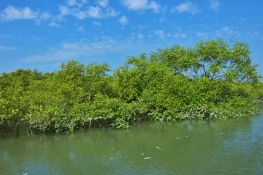 Bereketli mangrov ormanı, berrak mavi gökyüzünün altında durgun gelgit sularında, dağınık beyaz bulutlarla, sakin tropikal bir kıyı ekosistemi ve bereketli yeşil bitki örtüsünü göstermektedir..