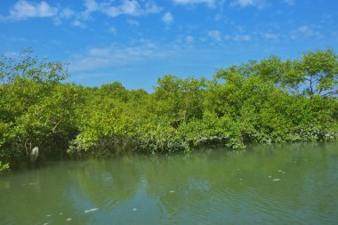 Bereketli mangrov ormanı, berrak mavi gökyüzünün altında durgun gelgit sularında, dağınık beyaz bulutlarla, sakin tropikal bir kıyı ekosistemi ve bereketli yeşil bitki örtüsünü göstermektedir..