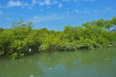 Bereketli mangrov ormanı, berrak mavi gökyüzünün altında durgun gelgit sularında, dağınık beyaz bulutlarla, sakin tropikal bir kıyı ekosistemi ve bereketli yeşil bitki örtüsünü göstermektedir..