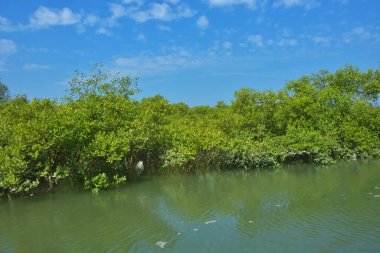 Bereketli mangrov ormanı, berrak mavi gökyüzünün altında durgun gelgit sularında, dağınık beyaz bulutlarla, sakin tropikal bir kıyı ekosistemi ve bereketli yeşil bitki örtüsünü göstermektedir..