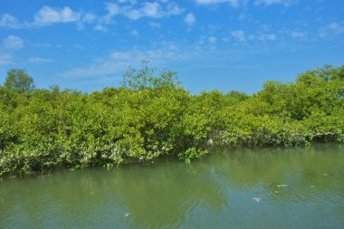 Bereketli mangrov ormanı, berrak mavi gökyüzünün altında durgun gelgit sularında, dağınık beyaz bulutlarla, sakin tropikal bir kıyı ekosistemi ve bereketli yeşil bitki örtüsünü göstermektedir..