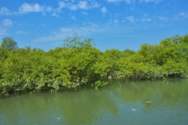Bereketli mangrov ormanı, berrak mavi gökyüzünün altında durgun gelgit sularında, dağınık beyaz bulutlarla, sakin tropikal bir kıyı ekosistemi ve bereketli yeşil bitki örtüsünü göstermektedir..