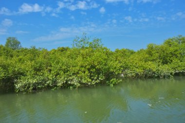 Bereketli mangrov ormanı, berrak mavi gökyüzünün altında durgun gelgit sularında, dağınık beyaz bulutlarla, sakin tropikal bir kıyı ekosistemi ve bereketli yeşil bitki örtüsünü göstermektedir..