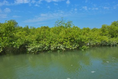 Bereketli mangrov ormanı, berrak mavi gökyüzünün altında durgun gelgit sularında, dağınık beyaz bulutlarla, sakin tropikal bir kıyı ekosistemi ve bereketli yeşil bitki örtüsünü göstermektedir..