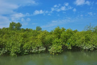 Bereketli mangrov ormanı, berrak mavi gökyüzünün altında durgun gelgit sularında, dağınık beyaz bulutlarla, sakin tropikal bir kıyı ekosistemi ve bereketli yeşil bitki örtüsünü göstermektedir..
