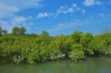Bereketli mangrov ormanı, berrak mavi gökyüzünün altında durgun gelgit sularında, dağınık beyaz bulutlarla, sakin tropikal bir kıyı ekosistemi ve bereketli yeşil bitki örtüsünü göstermektedir..