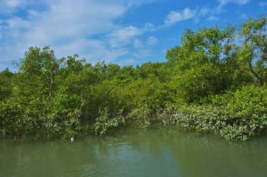 Bereketli mangrov ormanı, berrak mavi gökyüzünün altında, yumuşak beyaz bulutlar altında, sakin bir tropikal sulak arazi ekosistemi ve zengin bir kıyı bitkisini doğal gün ışığında, sakin bir çevre atmosferiyle yakalıyor..