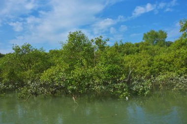 Bereketli mangrov ormanı, berrak mavi gökyüzünün altında, yumuşak beyaz bulutlar altında, sakin bir tropikal sulak arazi ekosistemi ve zengin bir kıyı bitkisini doğal gün ışığında, sakin bir çevre atmosferiyle yakalıyor..