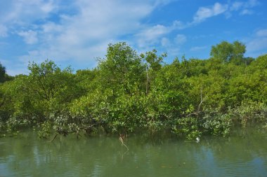 Berrak mavi gökyüzü altında sakin gelgit sularında yetişen yoğun mangrov ormanı, bereketli yeşil bitki örtüsü ve sakin kıyı atmosferi ve doğal gün ışığı ile sakin tropikal sulak ekosistemi, çevre ve doğa kavramları için idealdir..