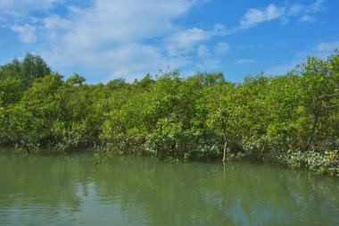 Berrak mavi gökyüzü altında sakin gelgit sularında yetişen yoğun mangrov ormanı, bereketli yeşil bitki örtüsü ve sakin kıyı atmosferi ve doğal gün ışığı ile sakin tropikal sulak ekosistemi, çevre ve doğa kavramları için idealdir..