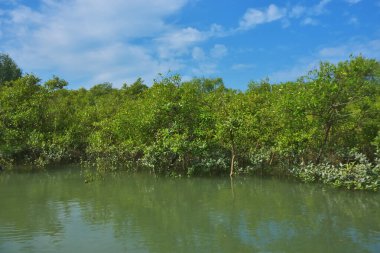 Berrak mavi gökyüzü altında sakin gelgit sularında yetişen yoğun mangrov ormanı, bereketli yeşil bitki örtüsü ve sakin kıyı atmosferi ve doğal gün ışığı ile sakin tropikal sulak ekosistemi, çevre ve doğa kavramları için idealdir..