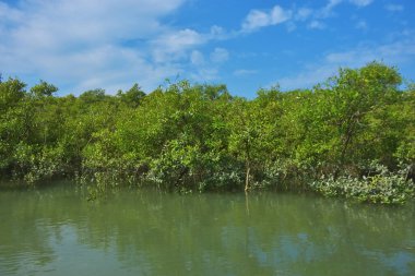 Berrak mavi gökyüzü altında sakin gelgit sularında yetişen yoğun mangrov ormanı, bereketli yeşil bitki örtüsü ve sakin kıyı atmosferi ve doğal gün ışığı ile sakin tropikal sulak ekosistemi, çevre ve doğa kavramları için idealdir..