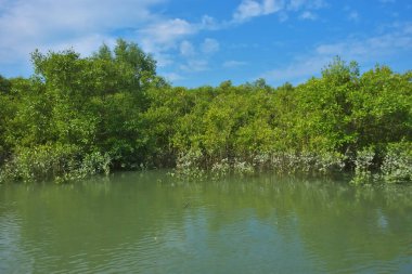 Berrak mavi gökyüzü altında sakin gelgit sularında yetişen yoğun mangrov ormanı, bereketli yeşil bitki örtüsü ve sakin kıyı atmosferi ve doğal gün ışığı ile sakin tropikal sulak ekosistemi, çevre ve doğa kavramları için idealdir..