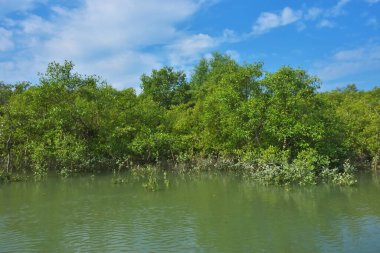 Berrak mavi gökyüzü altında sakin gelgit sularında yetişen yoğun mangrov ormanı, bereketli yeşil bitki örtüsü ve sakin kıyı atmosferi ve doğal gün ışığı ile sakin tropikal sulak ekosistemi, çevre ve doğa kavramları için idealdir..