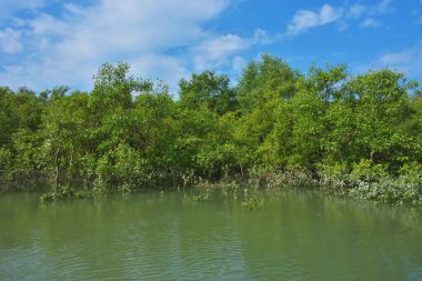 Berrak mavi gökyüzü altında sakin gelgit sularında yetişen yoğun mangrov ormanı, bereketli yeşil bitki örtüsü ve sakin kıyı atmosferi ve doğal gün ışığı ile sakin tropikal sulak ekosistemi, çevre ve doğa kavramları için idealdir..