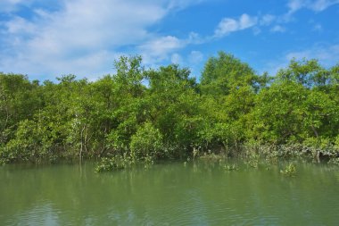 Berrak mavi gökyüzü altında sakin gelgit sularında yetişen yoğun mangrov ormanı, bereketli yeşil bitki örtüsü ve sakin kıyı atmosferi ve doğal gün ışığı ile sakin tropikal sulak ekosistemi, çevre ve doğa kavramları için idealdir..