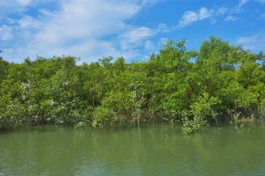 Parlak mavi gökyüzü altında sakin gelgit sularından yükselen yoğun mangrov ormanı, yemyeşil yapraklar ve çevresel ve doğa kavramı için ideal sakin tropikal bir atmosfer barındırıyor..