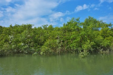Parlak mavi gökyüzü altında sakin gelgit sularından yükselen yoğun mangrov ormanı, yemyeşil yapraklar ve çevresel ve doğa kavramı için ideal sakin tropikal bir atmosfer barındırıyor..