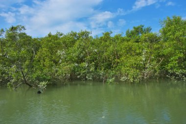 Parlak mavi gökyüzü altında sakin gelgit sularından yükselen yoğun mangrov ormanı, yemyeşil yapraklar ve çevresel ve doğa kavramı için ideal sakin tropikal bir atmosfer barındırıyor..