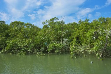 Parlak mavi gökyüzü altında sakin gelgit sularından yükselen yoğun mangrov ormanı, yemyeşil yapraklar ve çevresel ve doğa kavramı için ideal sakin tropikal bir atmosfer barındırıyor..
