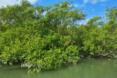 Berrak mavi gökyüzünün altında sığ kıyı sularında yetişen tropik mangrov ağaçları doğal ışık, zengin bitki örtüsü ve barışçıl çevre manzarasıyla sakin bir sulak arazi ekosistemini yakalıyorlar..
