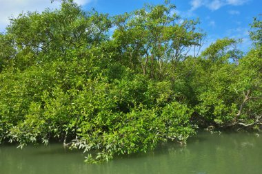 Berrak mavi gökyüzünün altında sığ kıyı sularında yetişen tropik mangrov ağaçları doğal ışık, zengin bitki örtüsü ve barışçıl çevre manzarasıyla sakin bir sulak arazi ekosistemini yakalıyorlar..
